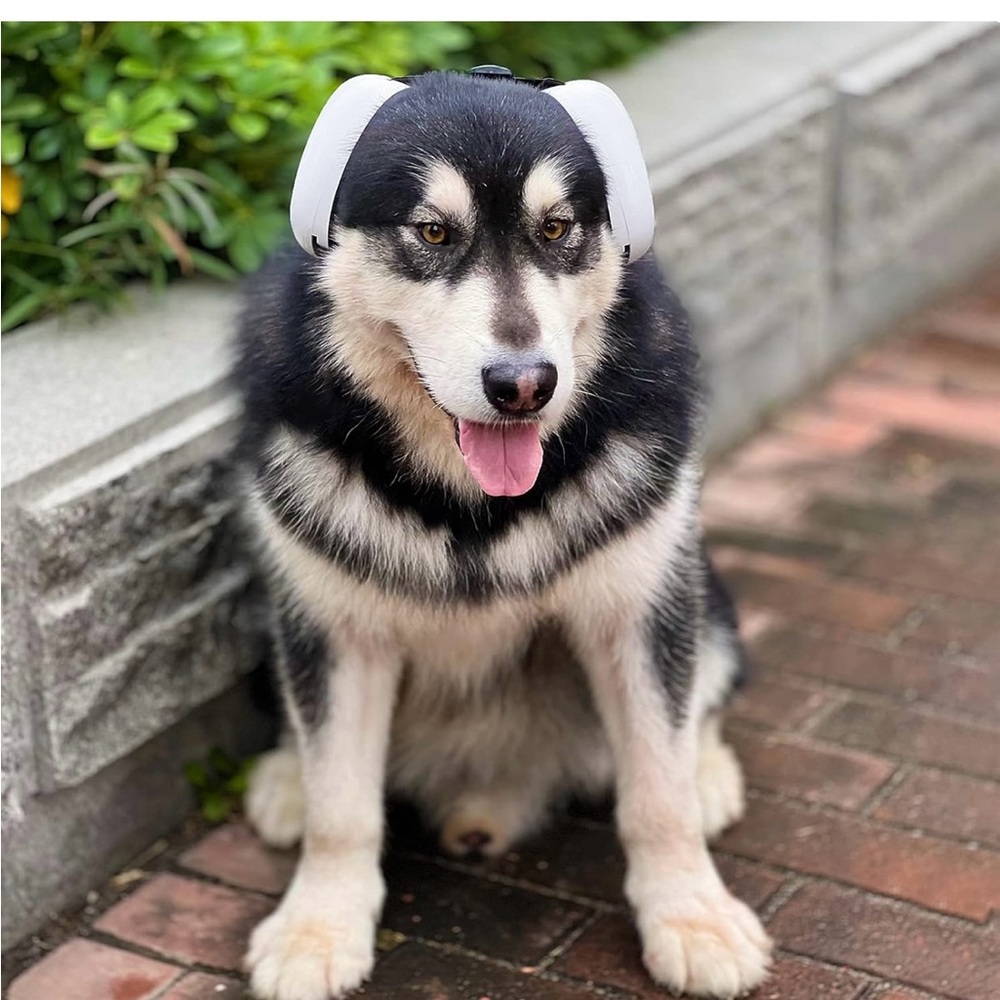 Dog hearing protector - Picture 4 of 6